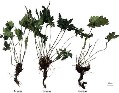 The localization of the alkaloids in Coptis chinensis rhizome by time-of-flight secondary ion mass spectrometry